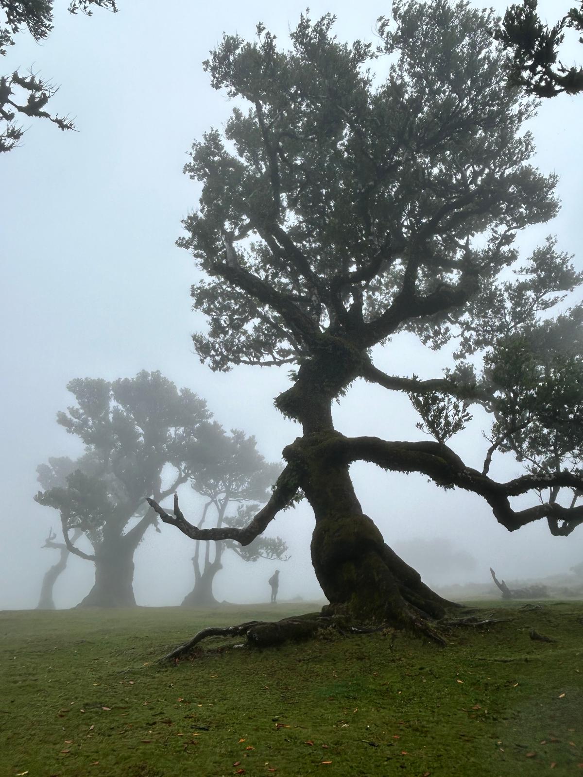 The Witch in the Wind