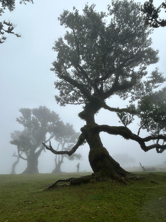 The Witch in the Wind